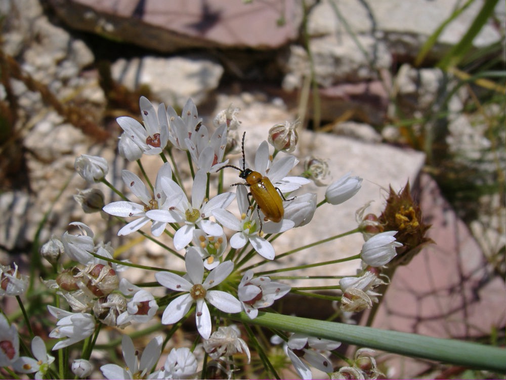 Cerambycidae, Melolonthidae, Chrysomelidae, Cetoniidae